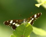 Kleiner Eisvogel (5)